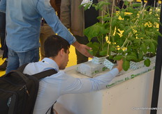 Let’s have a look at the rootzone in the Grodan booth